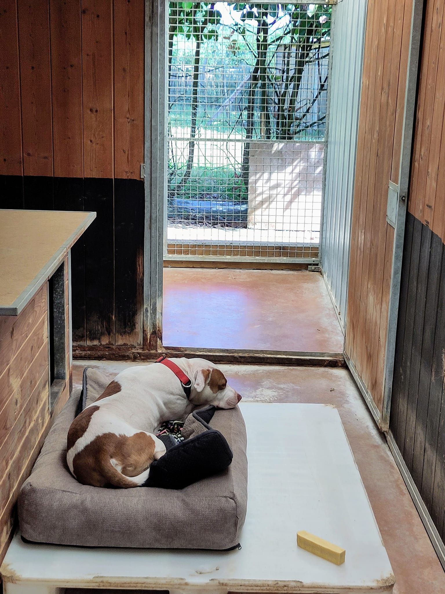 Diaporama pension chiens