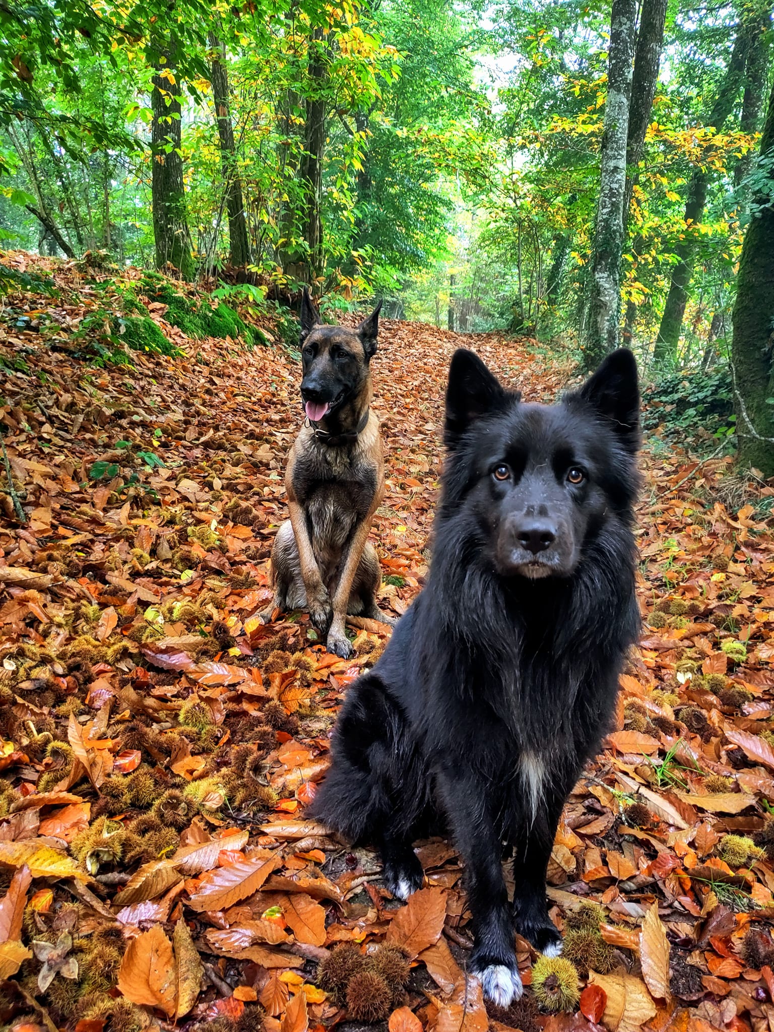 Diaporama pension chiens
