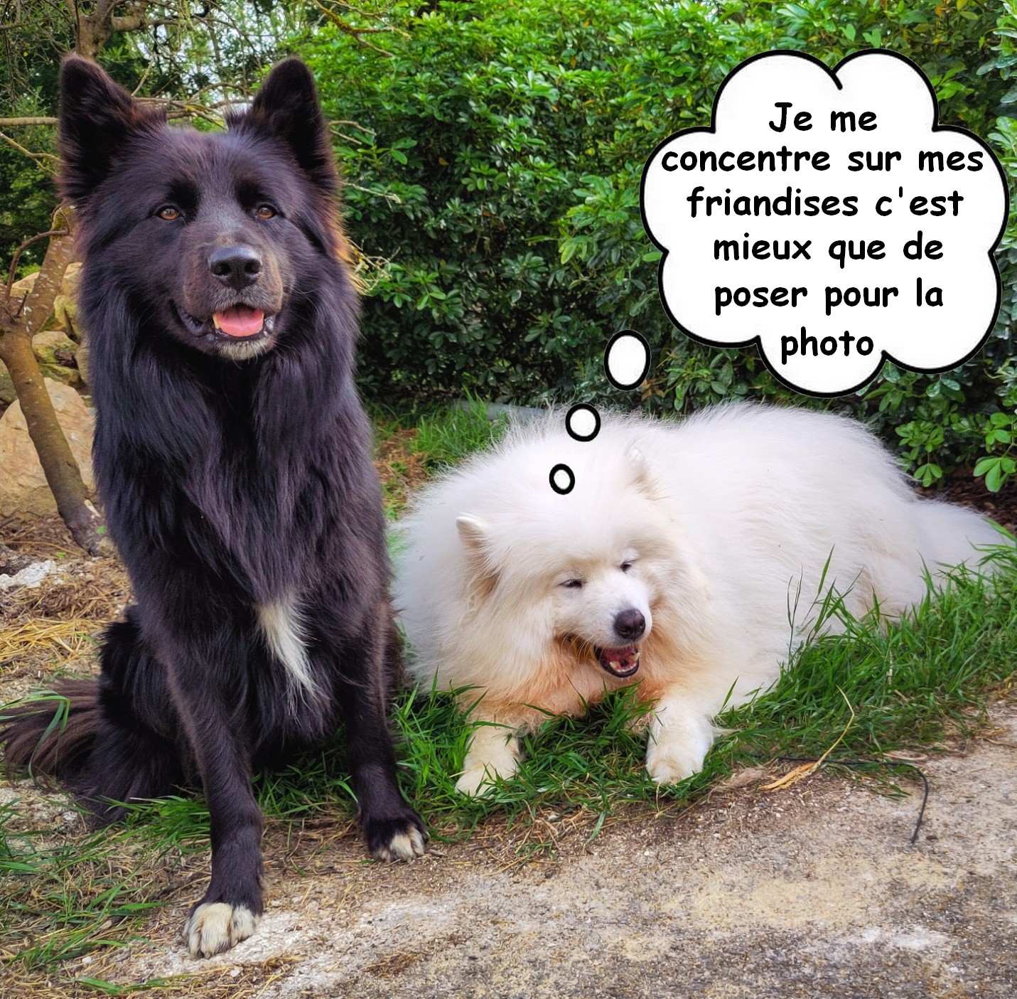 Diaporama pension chiens