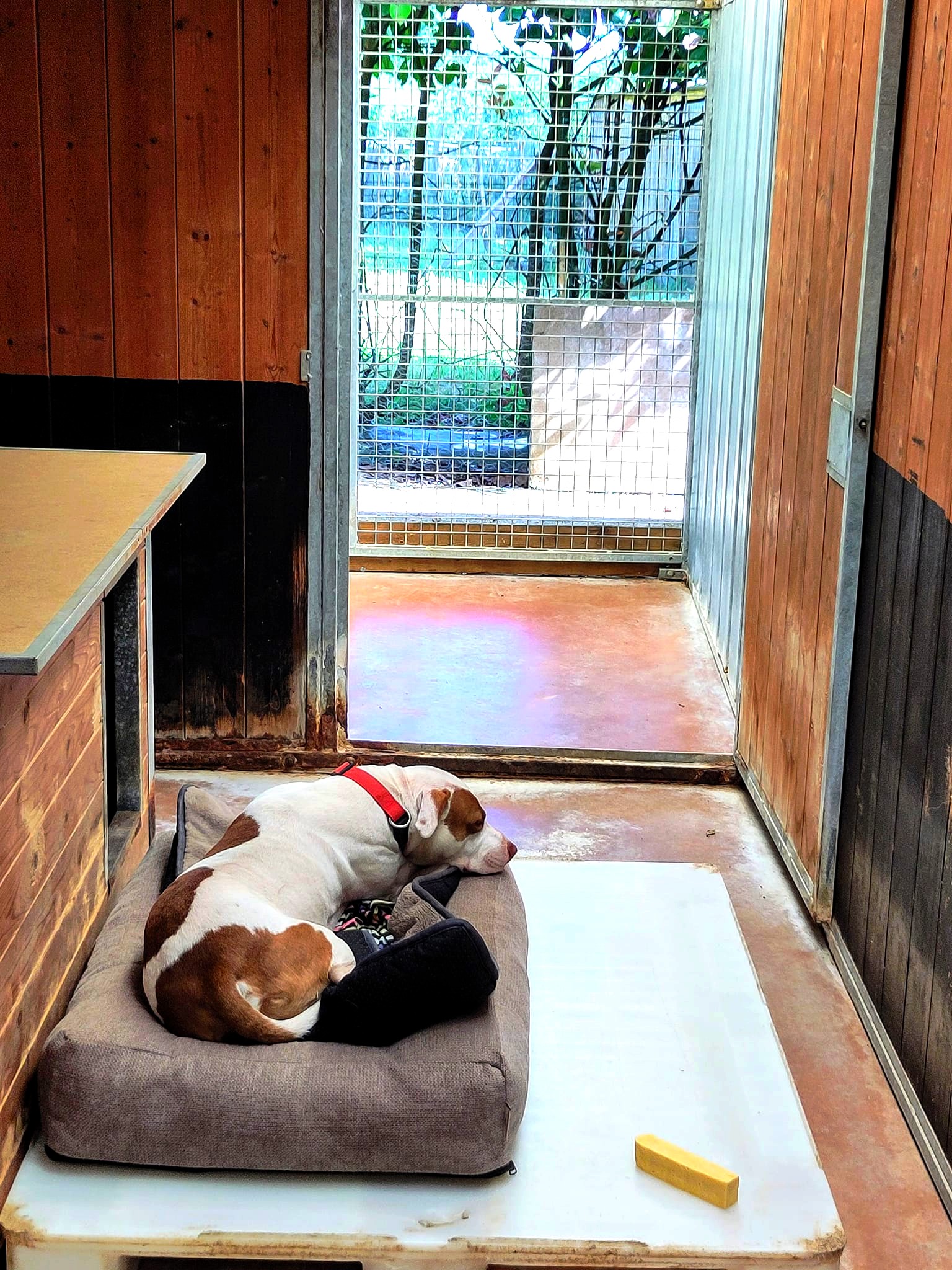 Diaporama pension chiens