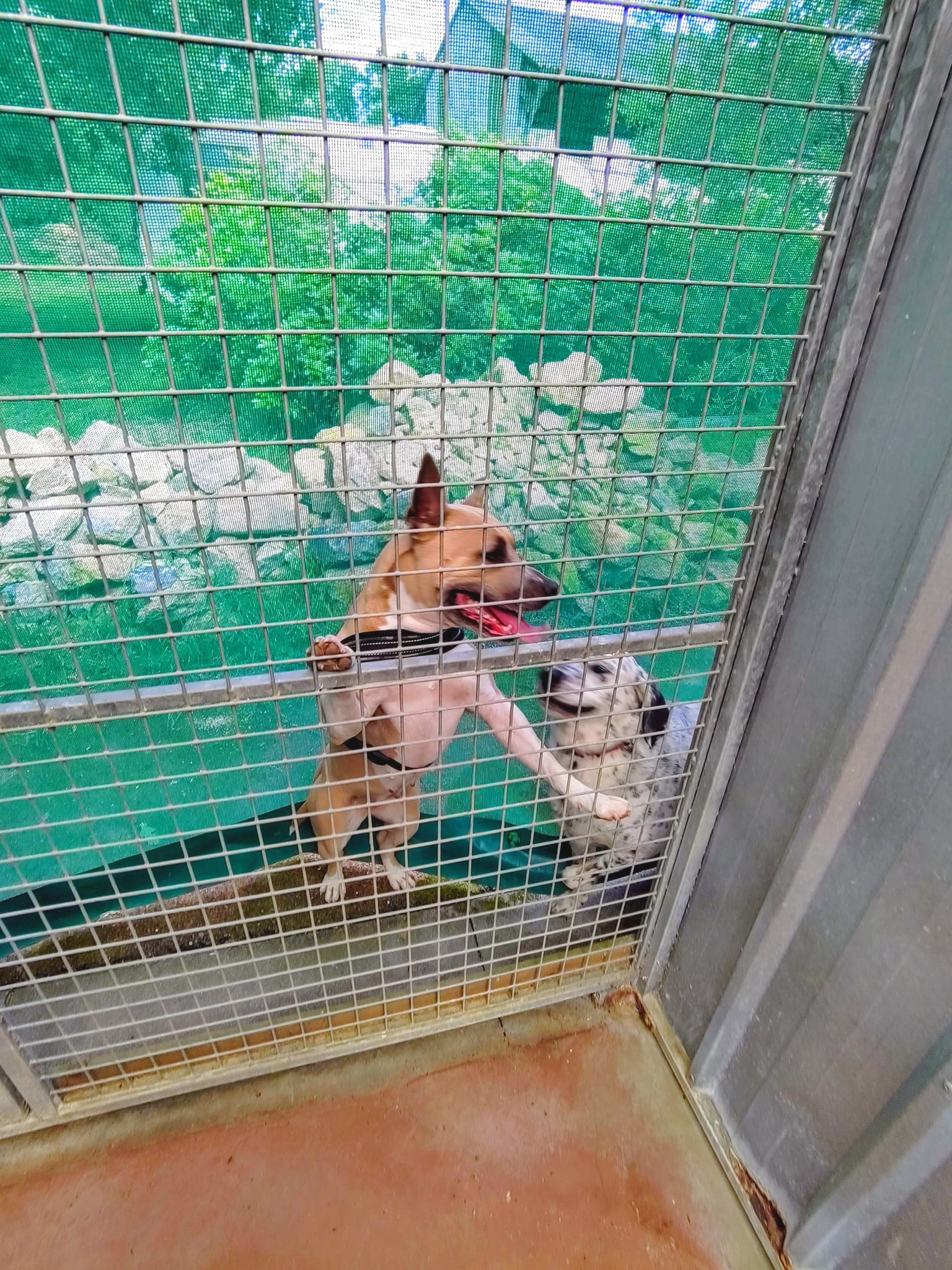 Diaporama pension chiens