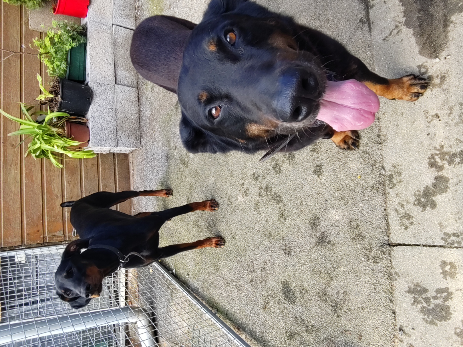 Diaporama pension chiens