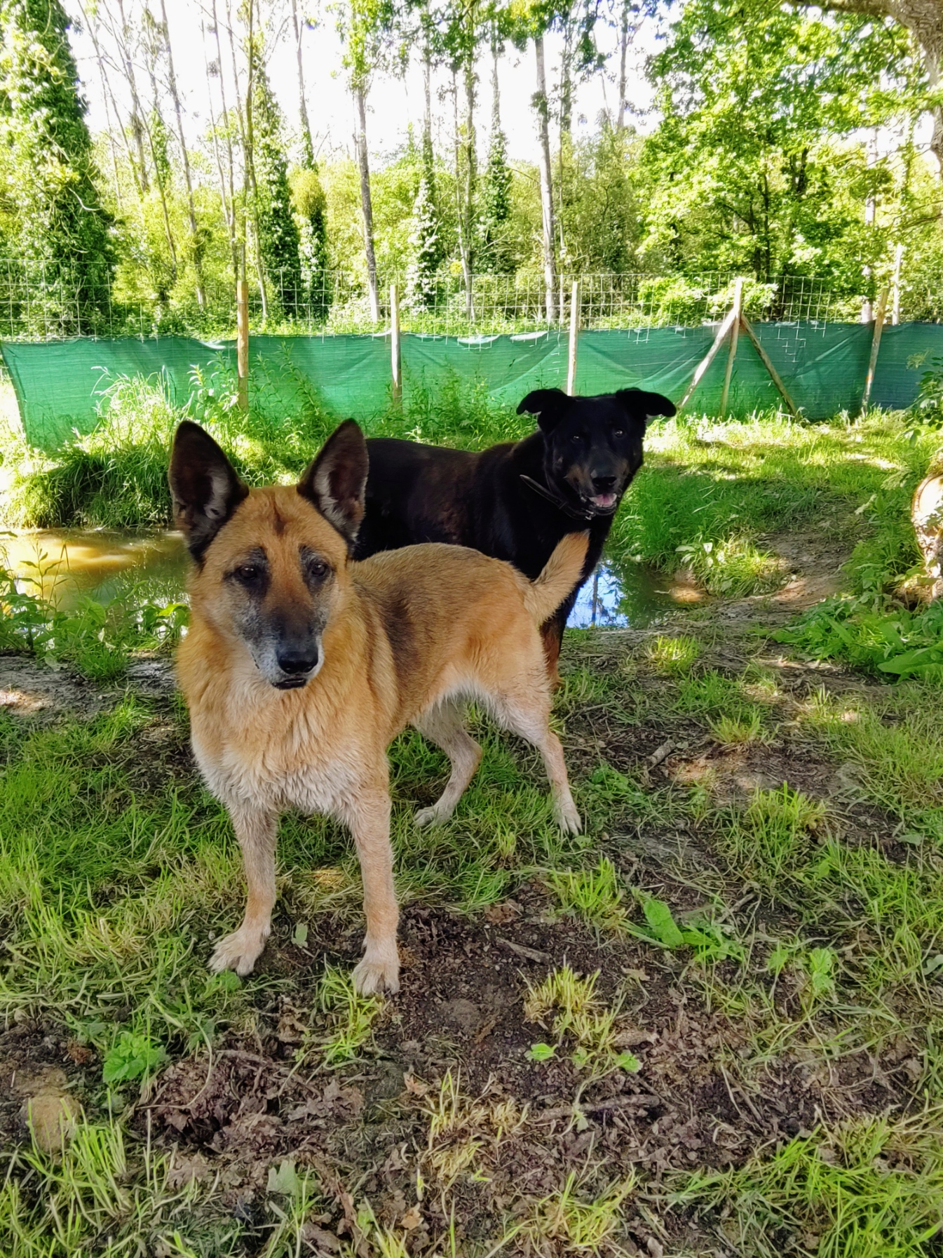 Diaporama pension chiens