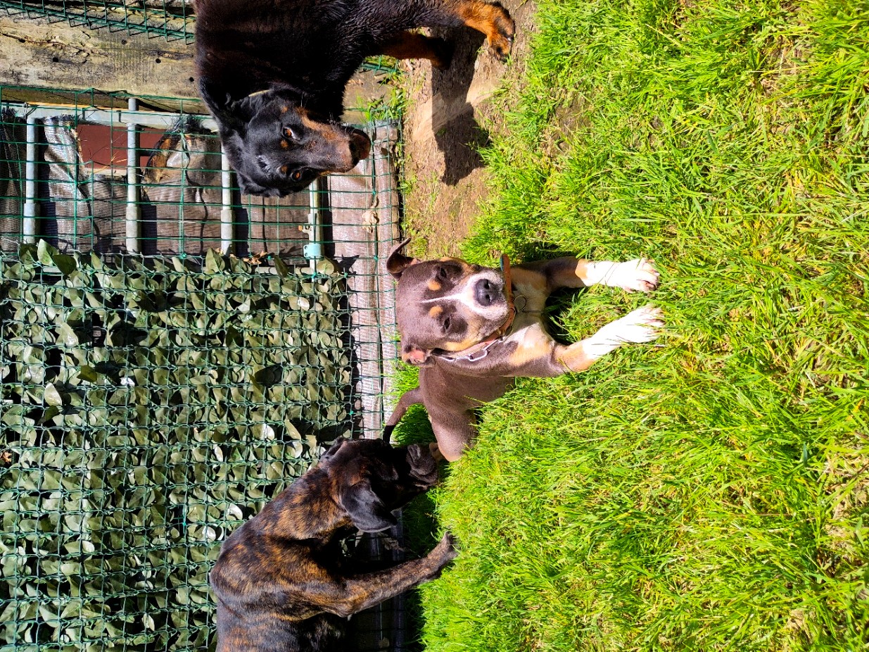 Diaporama pension chiens
