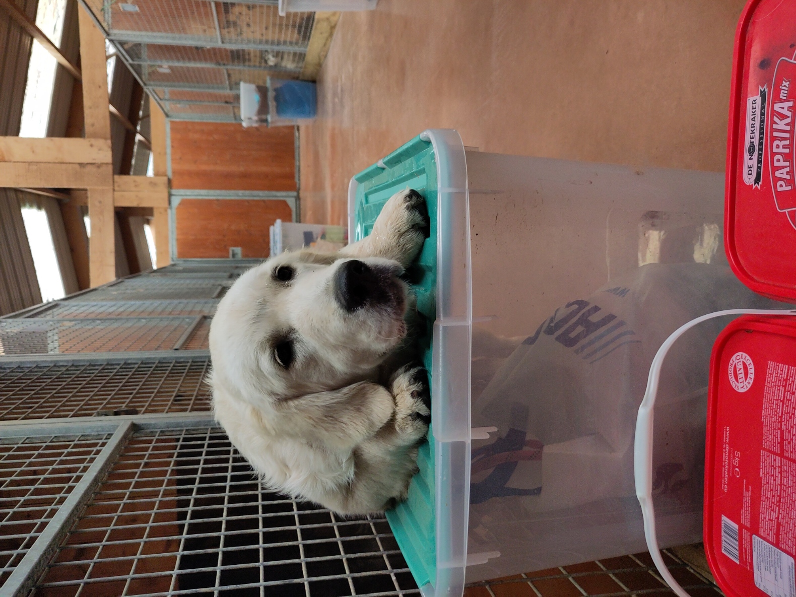 Diaporama pension chiens